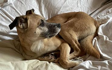 Donne cane corso x jack russell mâle 6 ans - Haute Savoie - Photo 3