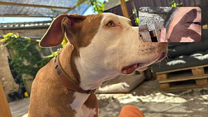 Donne boxer croisé mâle 10 mois - Ardèche