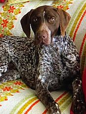 Donne braque allemand mâle 5 ans - Deux Sèvres