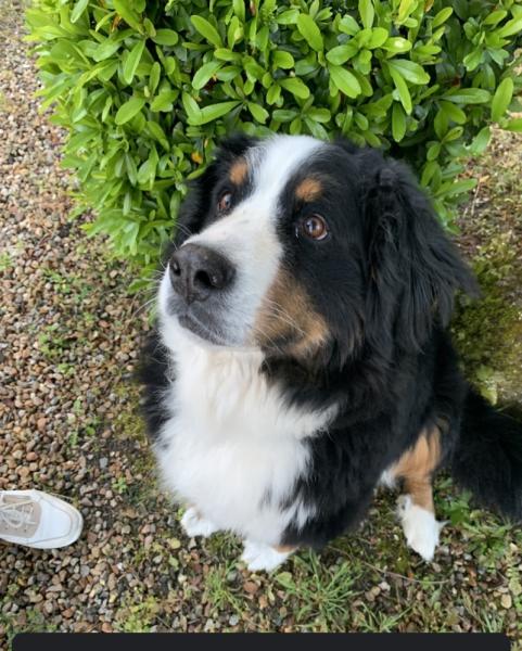 Recherche famille d'accueil Bouvier Bernois femelle 6 ans - Haut Rhin