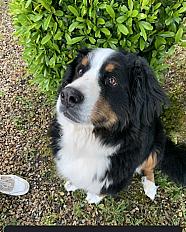 Recherche famille d'accueil Bouvier Bernois femelle 6 ans - Haut Rhin