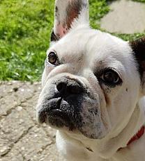 Donne bouledogue français mâle stérilisé 1 an - Eure