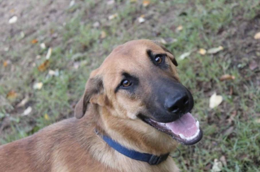 Donne Loki Malinois x Beauceron mâle 7 ans - Loire Atlantique