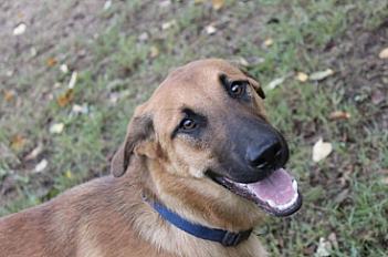 Donne Loki Malinois x Beauceron mâle 7 ans - Loire Atlantique