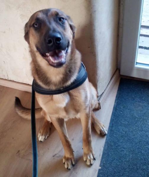 Donne Pitch Malinois x Beauceron mâle 7 ans - Loire Atlantique