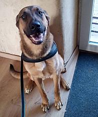 Donne Pitch Malinois x Beauceron mâle 7 ans - Loire Atlantique