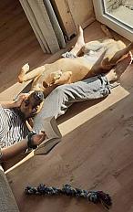 Donne Pitch Malinois x Beauceron mâle 7 ans - Loire Atlantique - Photo 2