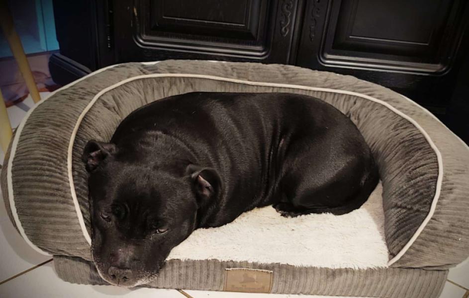 Donne staffie femelle 9 ans - Nièvre