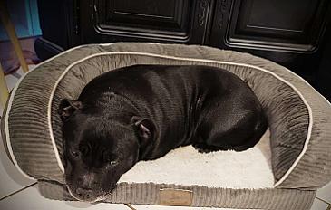 Donne staffie femelle 9 ans - Nièvre