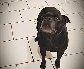 Donne staffie femelle 9 ans - Nièvre - Photo 2