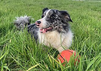 Donne Border Collie femelle stérilisée 5 ans - Morbihan