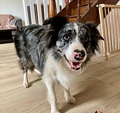 Donne Border Collie femelle stérilisée 5 ans - Morbihan - Photo 2