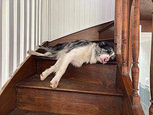 Donne Border Collie femelle stérilisée 5 ans - Morbihan - Photo 3