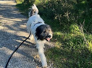 Donne Patou x Griffon mâle 2 ans - Gard