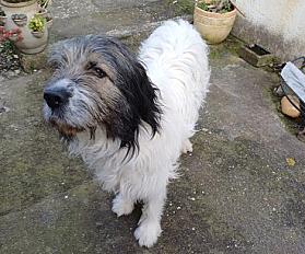 Donne Patou x Griffon mâle 2 ans - Gard - Photo 2