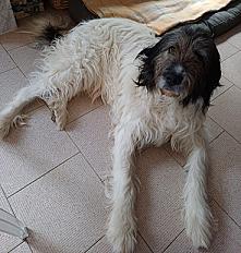 Donne Patou x Griffon mâle 2 ans - Gard - Photo 3