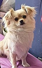 Donne chien chihuahua x lhassa alho mâle 5 ans - Morbihan