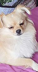 Donne chien chihuahua x lhassa alho mâle 5 ans - Morbihan - Photo 2