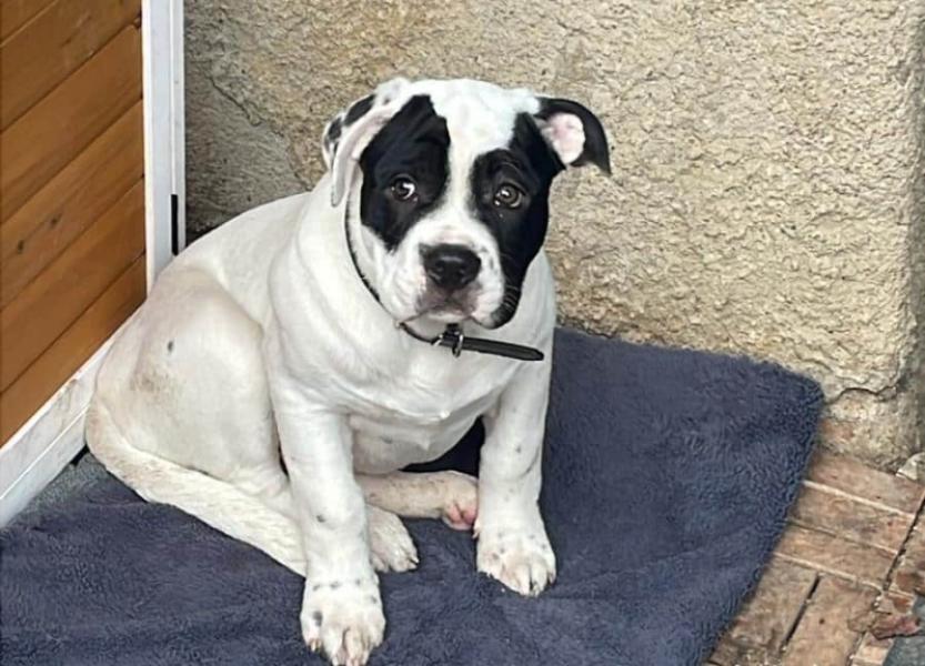 Donne chiot boxer croisé grande race mâle 5 mois - Tarn