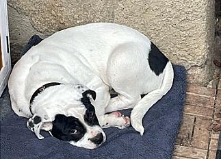 Donne chiot boxer croisé grande race mâle 5 mois - Tarn - Photo 2