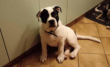 Donne chiot boxer croisé grande race mâle 5 mois - Tarn - Photo 3