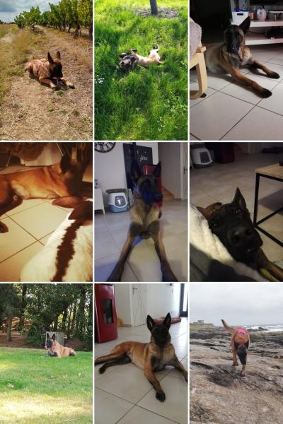 Donnons Naïs, malinoise LOF 8 ans stérilisée - Loire Atlantique