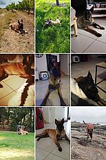Donnons Naïs, malinoise LOF 8 ans stérilisée - Loire Atlantique