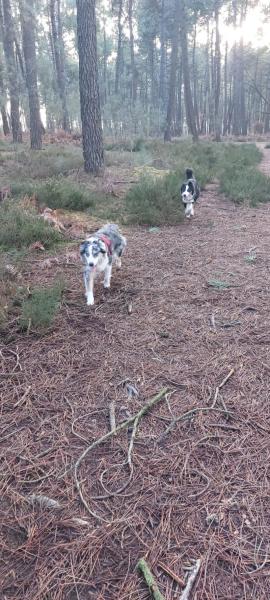 Donne 2 chiennes type Berger Australien - Maine et Loire