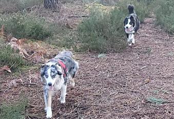 Donne 2 chiennes type Berger Australien - Maine et Loire - Photo 2