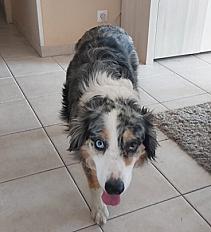 Donne 2 chiennes type Berger Australien - Maine et Loire - Photo 3