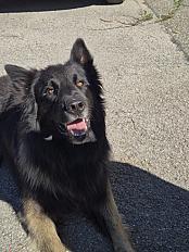 Donne berger belge tervueren mâle 3 ans - Haute Savoie
