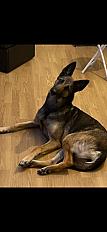 Recherche famille sérieuse et investie malinois femelle 5 ans - Essonne - Photo 2