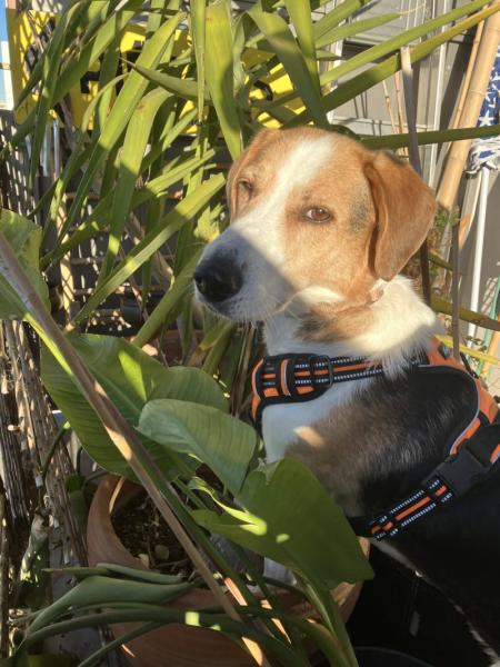 Donne Zyggi adorable Beagle croisé mâle 6 ans - Paris
