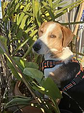 Donne Zyggi adorable Beagle croisé mâle 6 ans - Paris