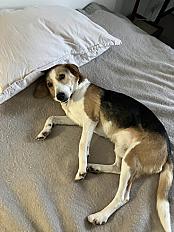 Donne Zyggi adorable Beagle croisé mâle 6 ans - Paris - Photo 2