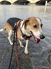 Donne Zyggi adorable Beagle croisé mâle 6 ans - Paris - Photo 3