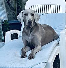 Donne Braque de Weimar mâle 3 ans - Loir et Cher