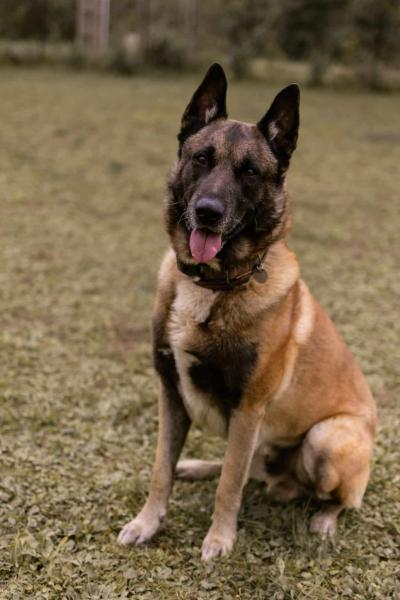 Donne Lucky malinois mâle 10 ans - Tarn et Garonne