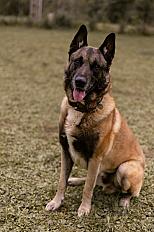 Donne Lucky malinois mâle 10 ans - Tarn et Garonne