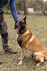 Donne Lucky malinois mâle 10 ans - Tarn et Garonne - Photo 2