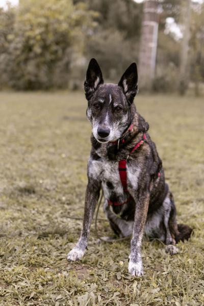 Donne Nina malinois femelle 9 ans - Tarn et Garonne