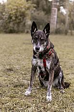 Donne Nina malinois femelle 9 ans - Tarn et Garonne