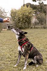 Donne Nina malinois femelle 9 ans - Tarn et Garonne - Photo 2