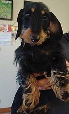 Donne Abby teckel femelle 1 an - Eure