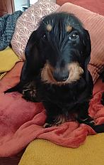 Donne Abby teckel femelle 1 an - Eure - Photo 2