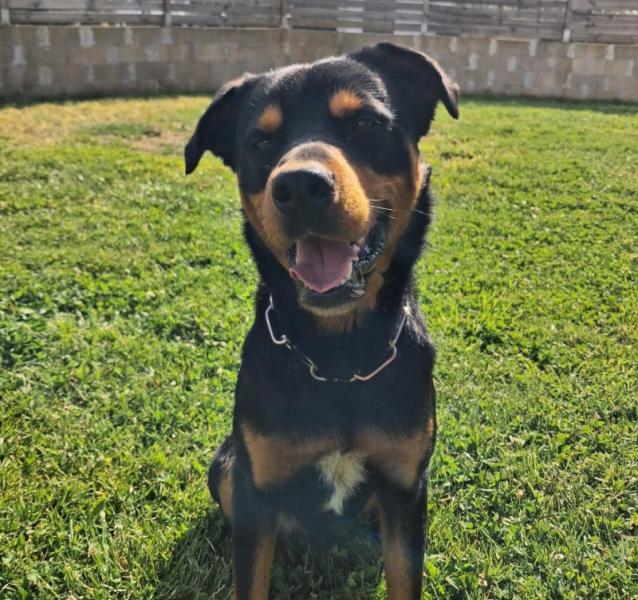 Donne beauceron croisé mâle 2 ans - Finistère