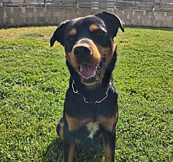 Donne beauceron croisé mâle 2 ans - Finistère