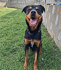 Donne beauceron croisé mâle 2 ans - Finistère - Photo 2