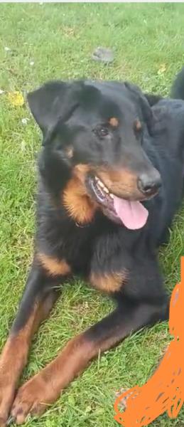 A adopter pour personne avec expérience beauceron mâle 5 ans - Seine et Marne