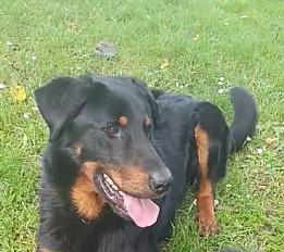 A adopter pour personne avec expérience beauceron mâle 5 ans - Seine et Marne - Photo 2